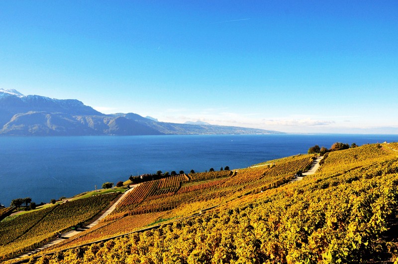 沃州（Vaud）日内瓦湖区沿着斜坡分布的拉沃产区（Lavaux）葡萄园壮美的秋天，来源：Diegojack