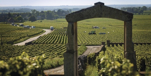 普利尼蒙哈榭（Puligny-Montrachet）的葡萄园，来源：BIVB/IBANEZ A.