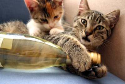 长相思Sauvignon Blanc的猫尿味儿