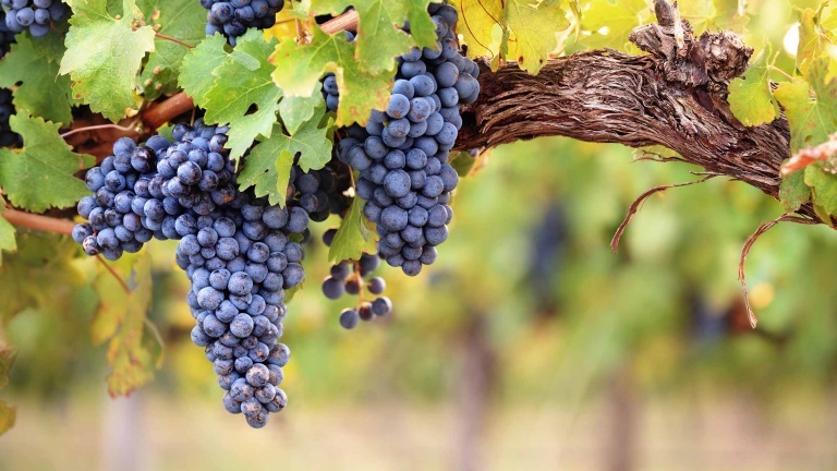 syrah-bunches-of-shiraz-french-vines-guide-to-the-best-red-wines-in-the-world