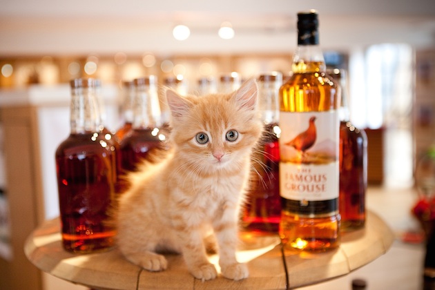 威士忌酒厂The Famous Grouse自1963年起就有设立当家厂猫的传统，这是2012年起上任的Barley