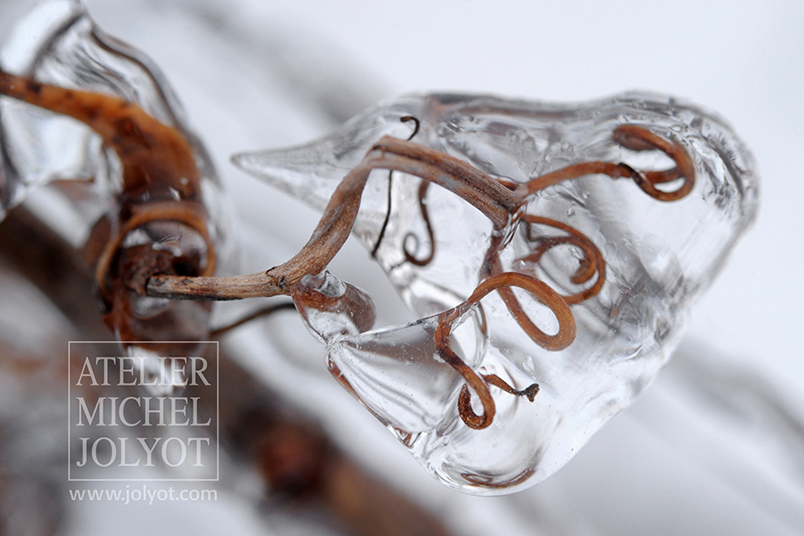 香槟严冬寒冻的葡萄藤蔓，图片来源：Michel Jolyot