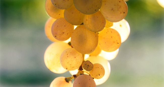 white-grapes-riesling