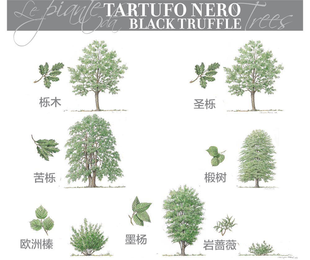 黑松露的共生树品种