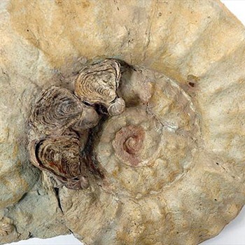 夏布利特殊的启莫里阶土质里含有的远古菊石和小牡蛎贝壳化石