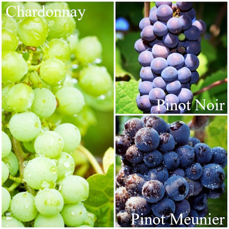香槟地区的三个核心品种，图片来源：Wine2Go App