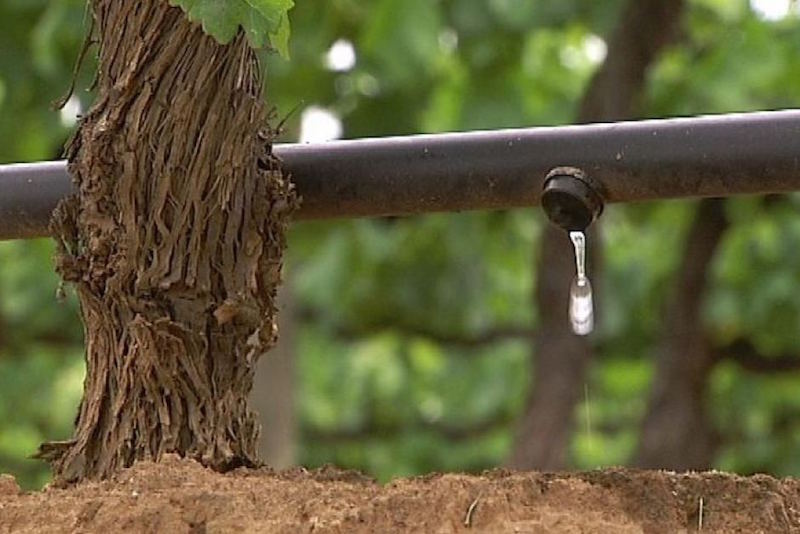 现代葡萄园采用的精确滴灌系统，图片来源：wineeyak