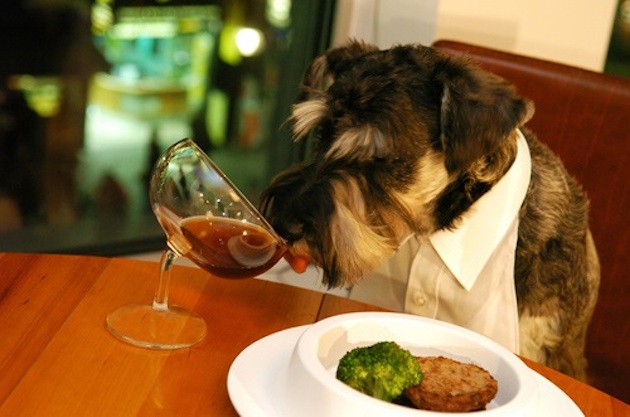 dog-drinking-from-wine-glass