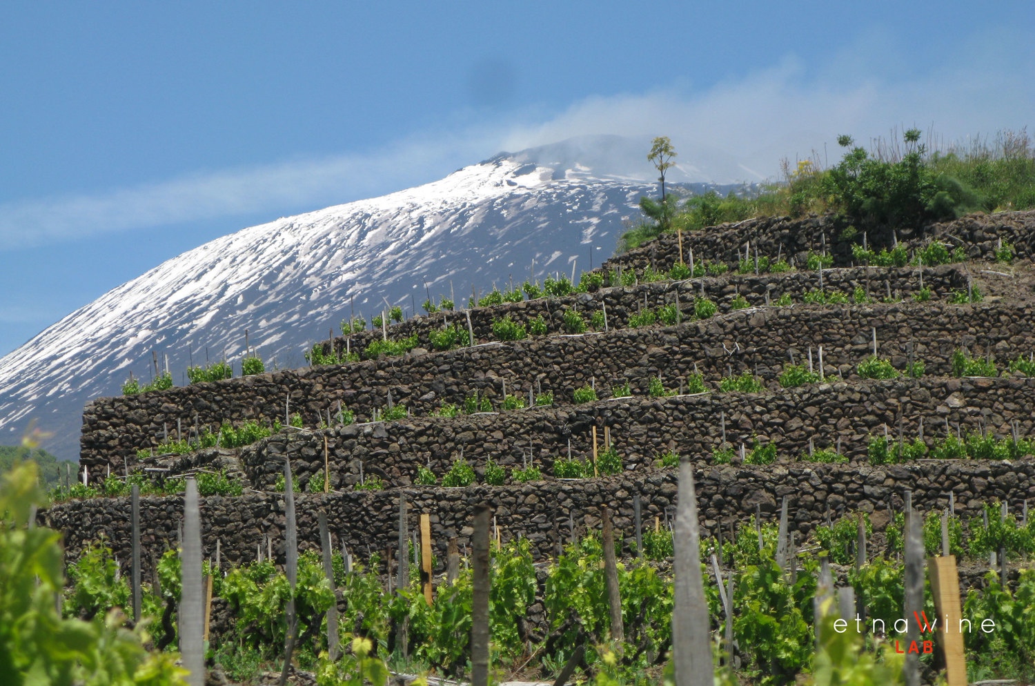 Etna地区陡峭山坡上高海拔的葡萄园，来源：Etna Lab