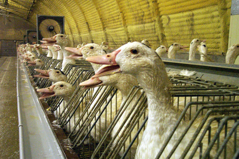 现代生产肥鹅肝的养鸭厂