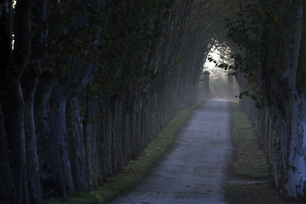 苏玳一级名庄芝路酒庄（Château Guiraud）的葡萄园清晨被雾气笼罩，来源：Guiraud Magazine