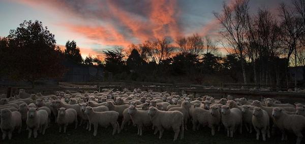 在葡萄园过冬的绵羊，图片来源：dogpoint
