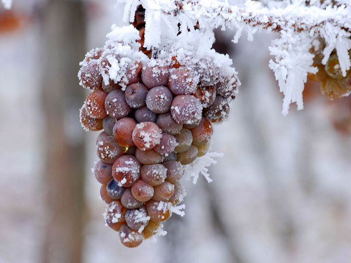 冰冻的葡萄，图片来源：winederlusting.com