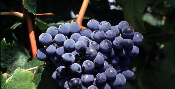 近年问世的新葡萄品种 马瑟兰（Marselan），来源：INRA