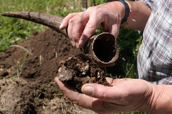 生物动力法会将埋藏于地下的牛角中填塞的牛粪取出作为葡萄藤的肥料