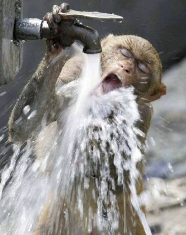 monkey drink water