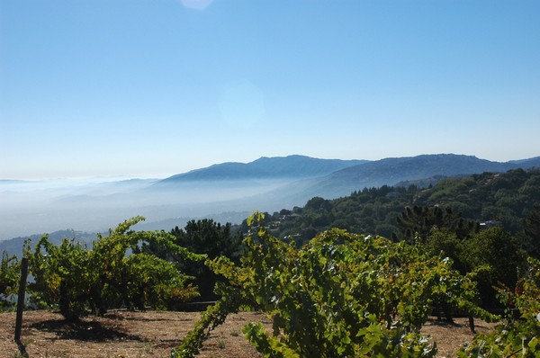 山脊庄园（Ridge Vineyards）丽山葡萄园（Monte Bello）的景色，来源：Ridge Vineyards