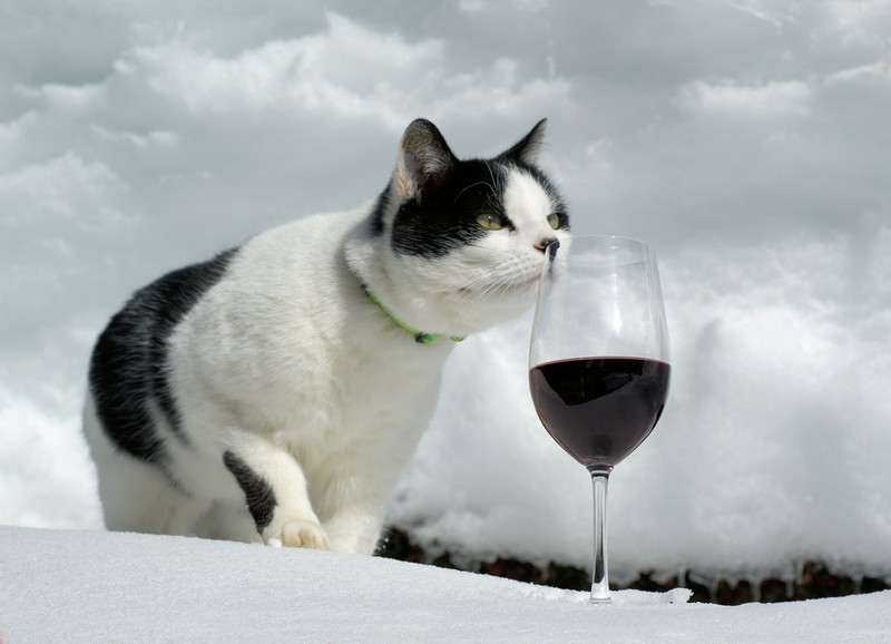 ops_catwine_Jean-MarcLinderFlickrCC