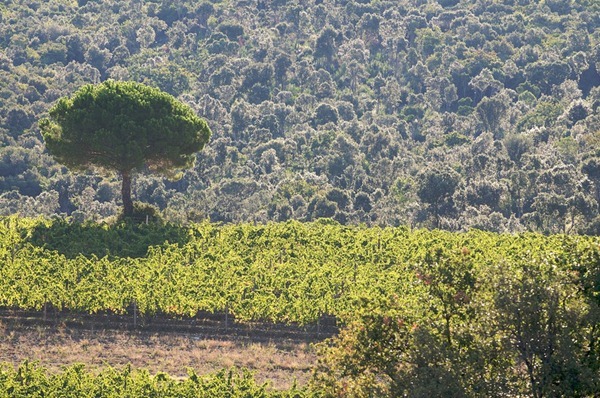 奥纳亚 Ornellaia的葡萄园展现着托斯卡纳典型的环境，来源：Ornellaia