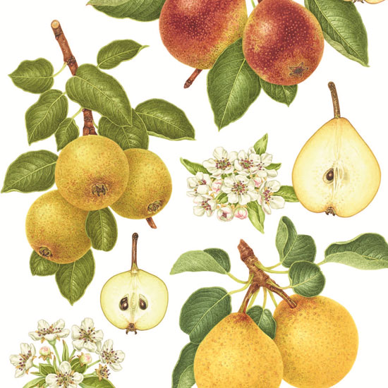 pear-varieties-sq-jpg