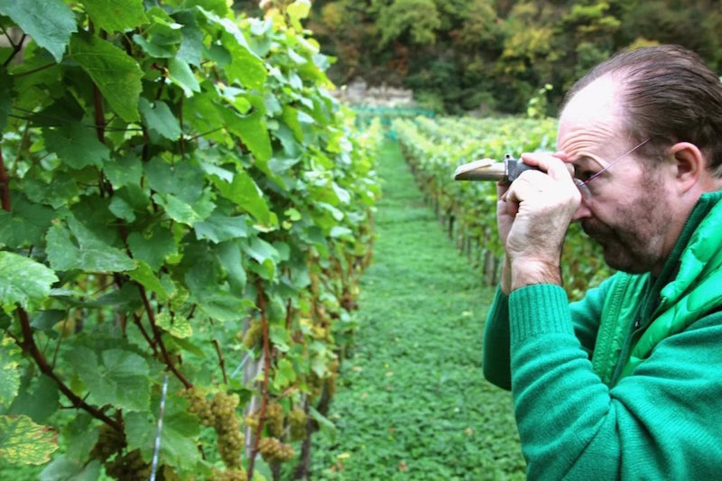 艾比·杜尔正通过折射仪检测葡萄的成熟度