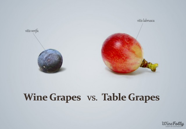 酿酒葡萄（左）与餐食葡萄（右）的对比，图片来源：winefolly 
