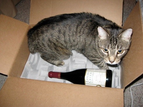 the-world_s-top-10-best-images-of-cats-drinking-wine-9