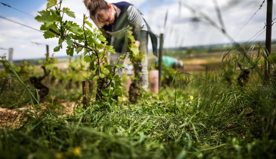 勃艮第专题品鉴课：聚焦伯恩丘精华一级园和自然派葡萄酒知味葡萄酒杂志