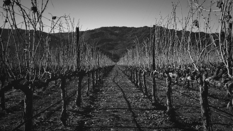 vineyard black white