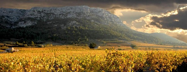 法国南部露西龙Roussillon近山的葡萄园
